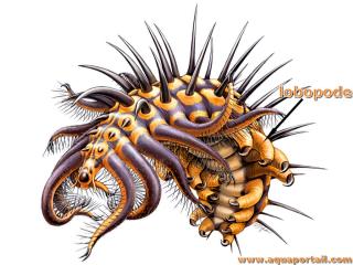 lobopode