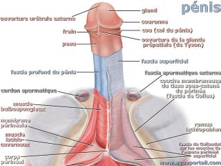 glande prputiale