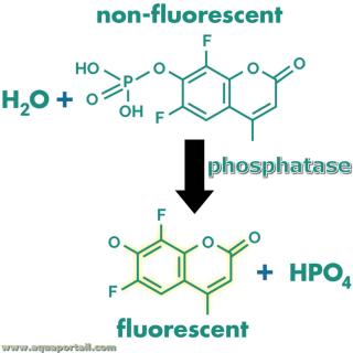 Phosphatase