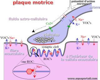 plaque motrice
