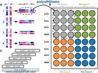 Polyalllisme