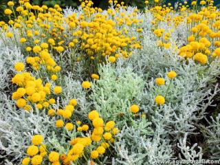 Santoline argente Santolina chamaecyparissus en fleurs