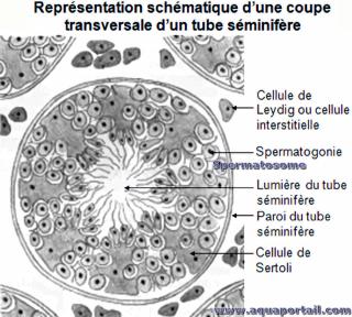 Photo de spermatosome et ses synonymes. Spermatosomes dans un tube séminifère