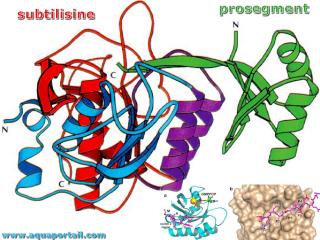 Subtilisine et prosegment