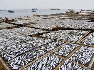 Surexploitation des poissons par surpche