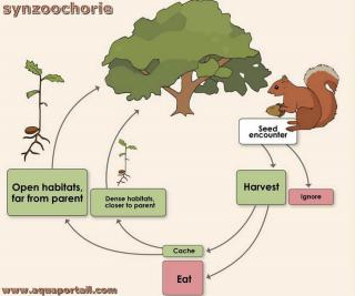 Synzoochorie avec un cureuil