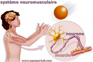 neuromusculaire