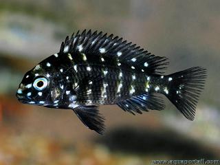 Tropheus duboisi en livre juvnile