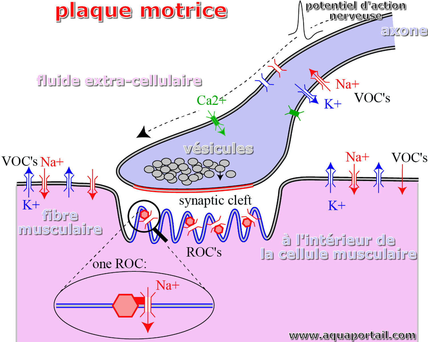 Plaque motrice : définition illustrée et explications