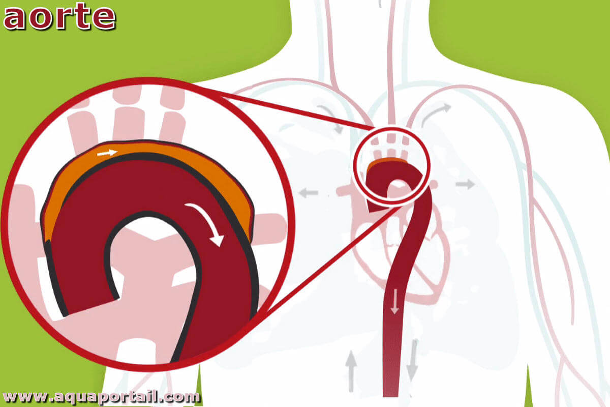 Valve cardiaque : définition, anatomie, rôle