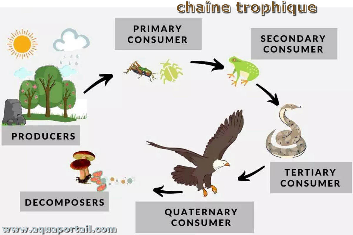 R seau Trophique D finition Et Explications R seau Trophique D finition Et Explications