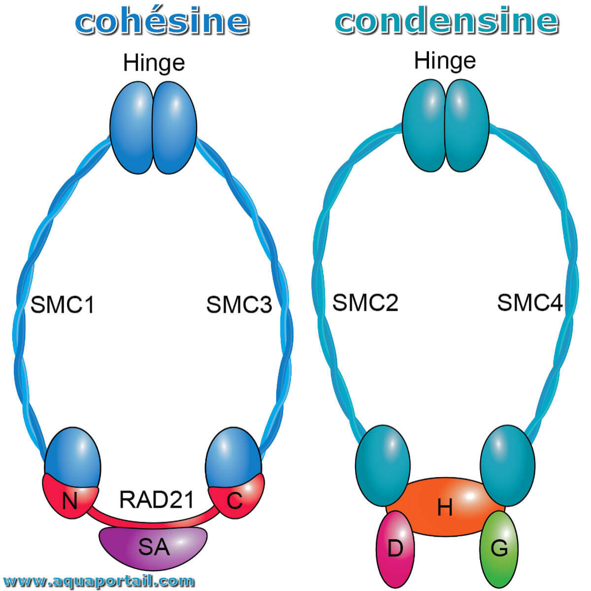 Condensine : dรฉfinition et explications Biology Diagrams