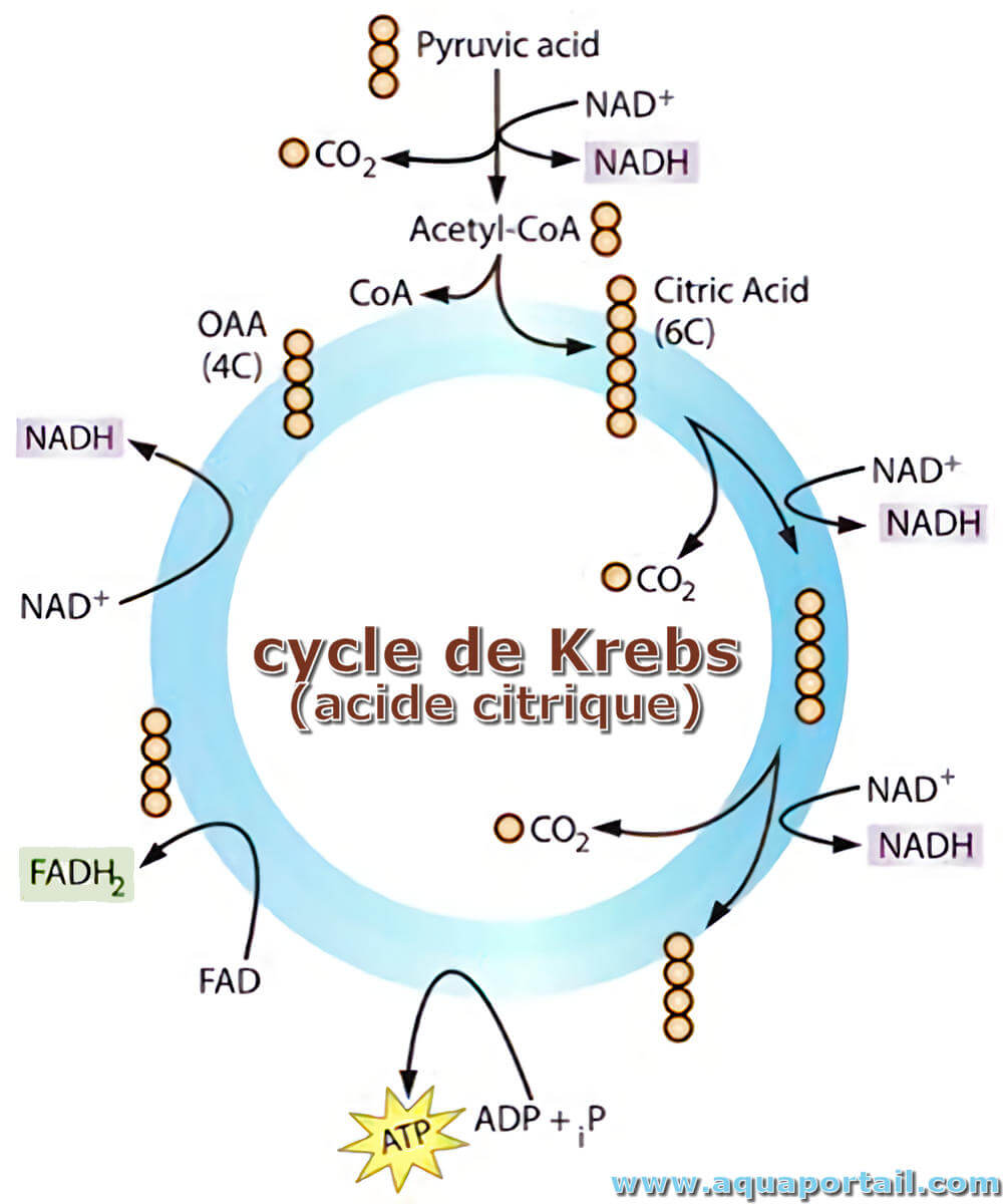 Le cycle de l'azote (leçon)