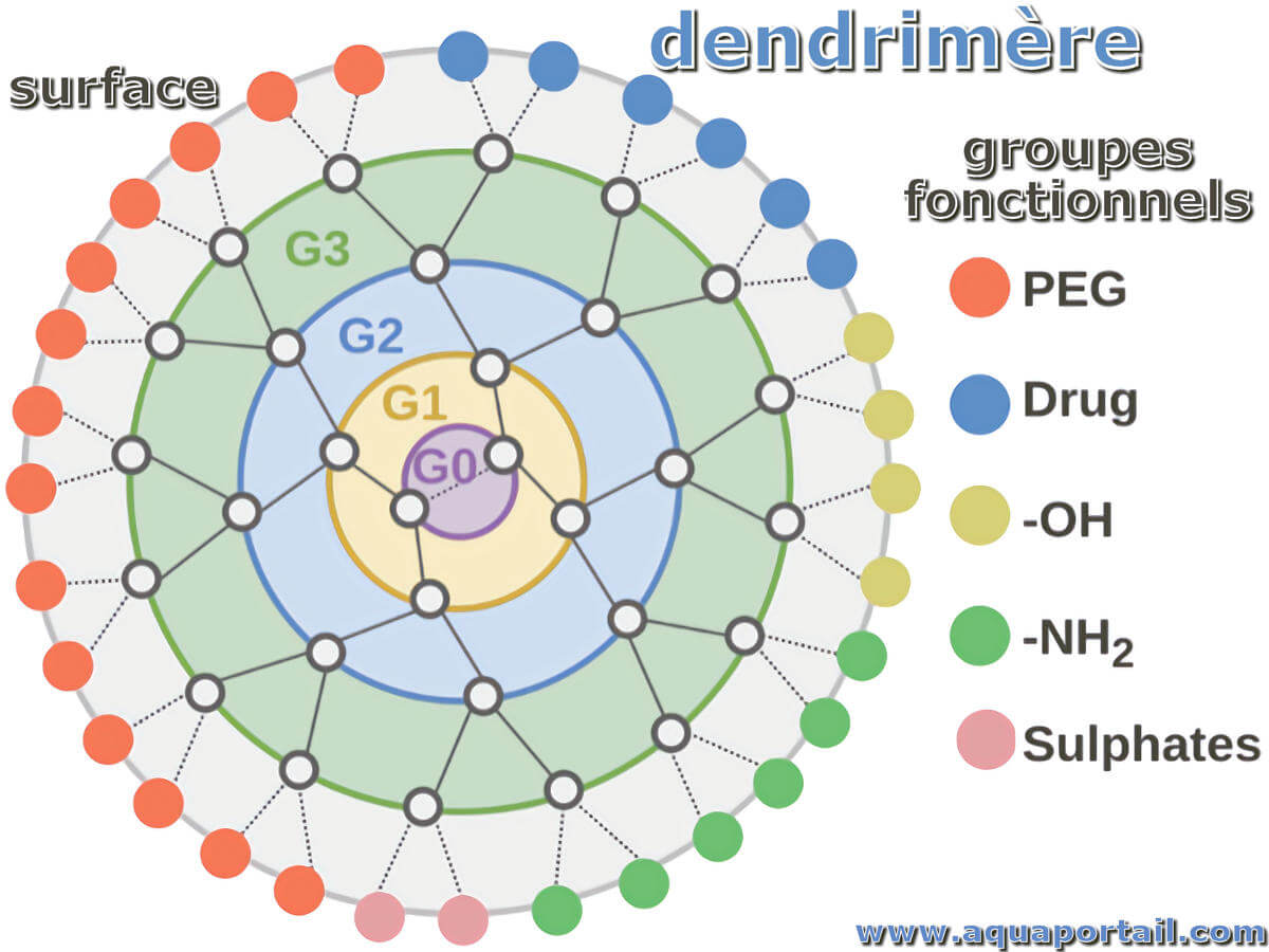 Dendrim re d finition illustr e avec explications aquaportail