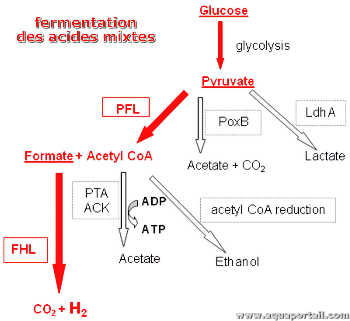 Fermentation lactique : définition et explications