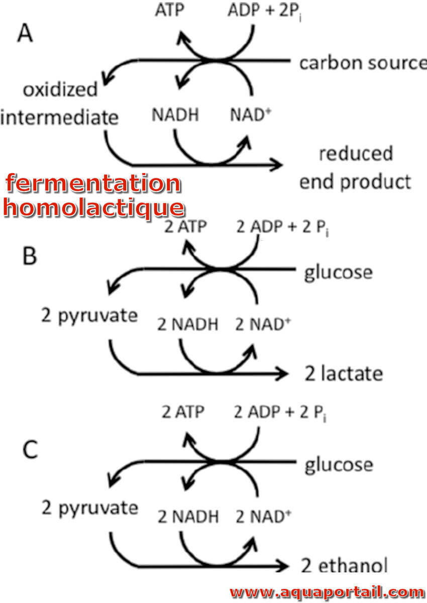 Fermentation acétique : définition et explications