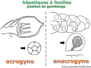Comparaison hpatique acrogyne et anacrogyne