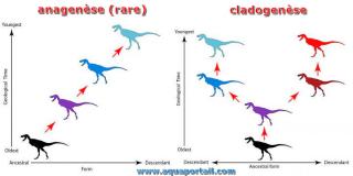 Anagense compare  cladogense
