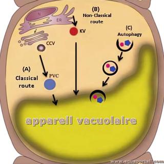 appareil vacuolaire