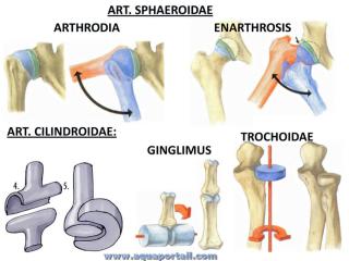 Arthrodie (en haut  gauche)