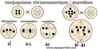 Asyndse, allosyndse et autosyndse