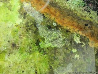 Bactries vertes sulfureuses