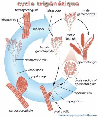 Cycle trigntique d'un gamtophyte (algue rouge)