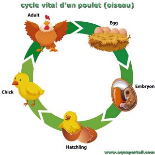 cycle vital