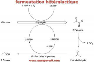 Schma d'une fermentation htrolactique