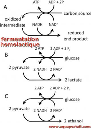 fermentation homolactique