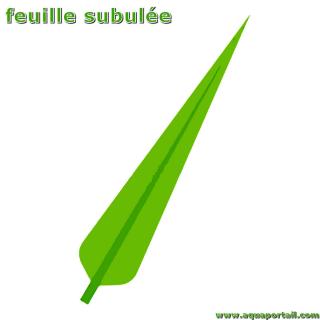 Feuille subule