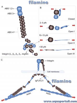 Rle de la filamine