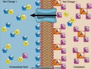 gradient lectrochimique