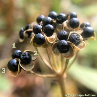 Graine tricoque de Allium tricoccum