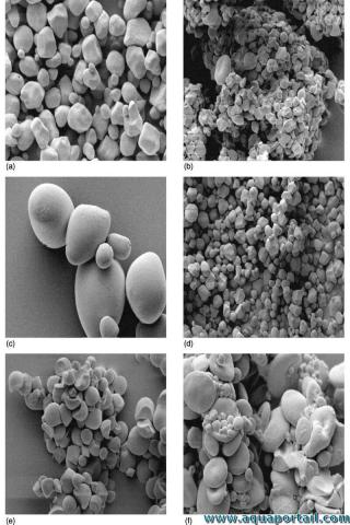 Micrographies lectroniques de grains d'amidon de 6 vgtaux