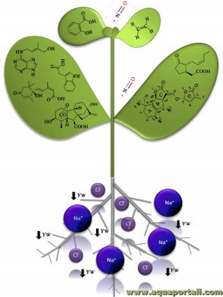 hormone vgtale