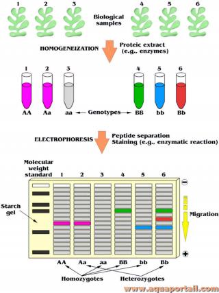 mot en M : marqueur biologique