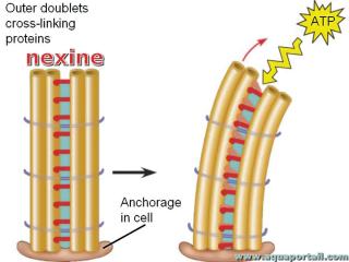 mot en N : nexine