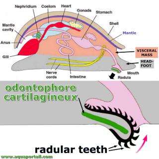 odontophore