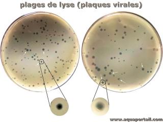 Deux plages de lyse d'un phage (plaques virales)