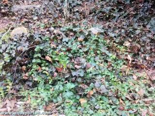 Plantes radicantes : pervenche Vinca et lierre Hedera