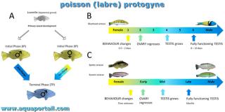 protogyne