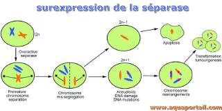 Surexpression de la sparase