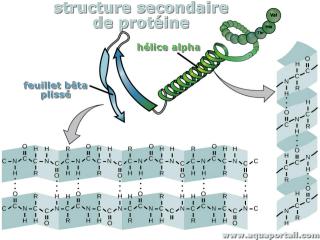 Photo de structures secondaires et ses synonymes. Structures secondaires de protéine