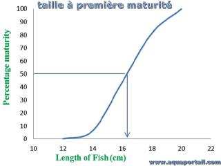 taille  premire maturit