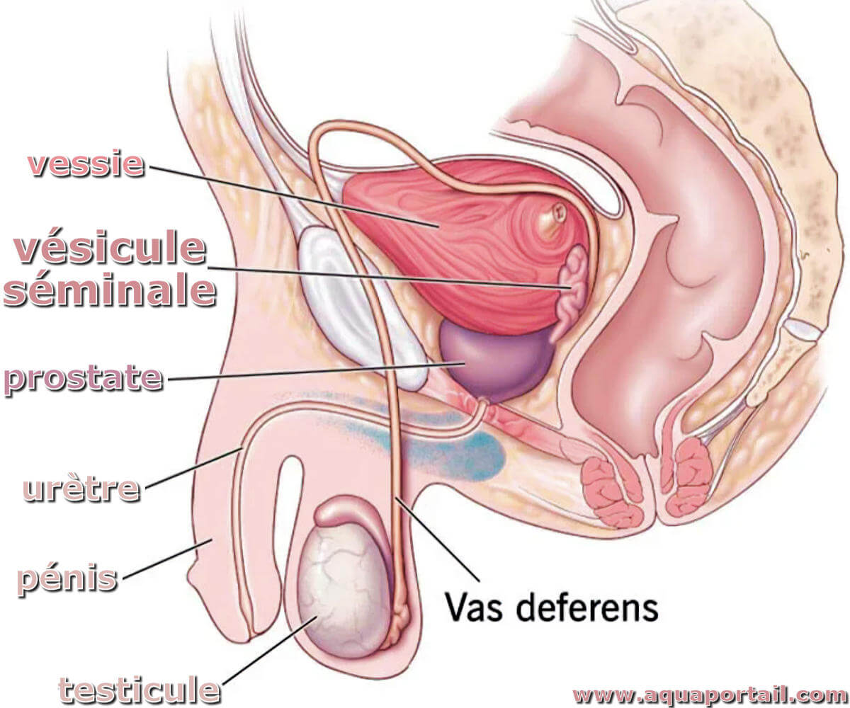 Vésicule séminale : définition et explications