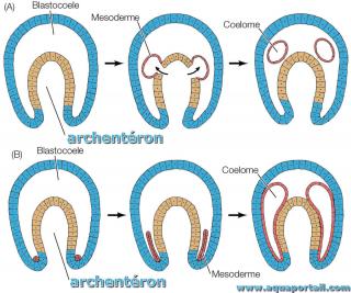 Archentron
