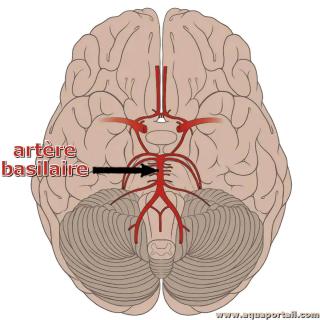 Artre basilaire du cerveau humain