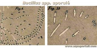 Bacillus spp. sporul