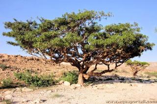 Balsamier Commiphora myrrha :